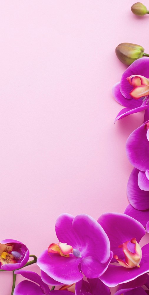 花解语 腾讯新闻