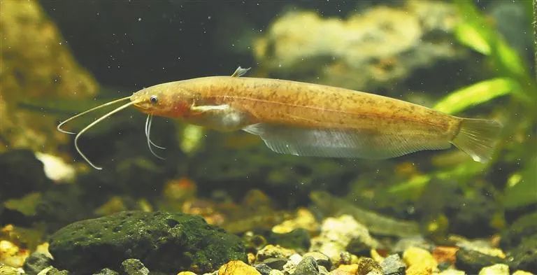 申志新 供图性成熟后的花鳗鲡,由江河的上中游移向下游,群集于河口处