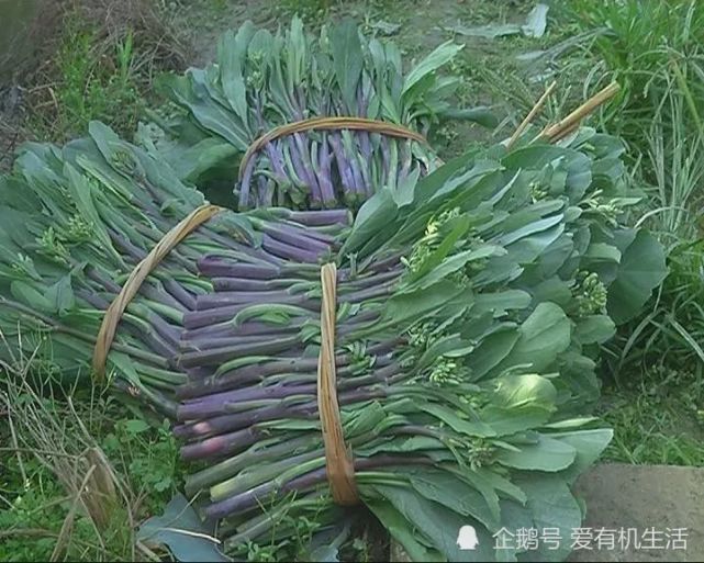 據悉,紅腳芥藍從農曆五月中旬就開始撒種,假如有陽光,露水充足的好