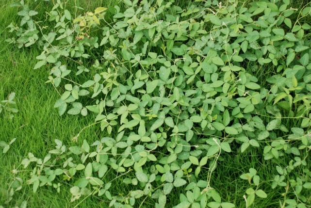 宁波植物不稀有的另类保护植物野大豆