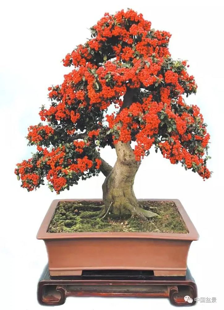山野"火棘"盆景走红,不落的果实,惊艳寒冬!