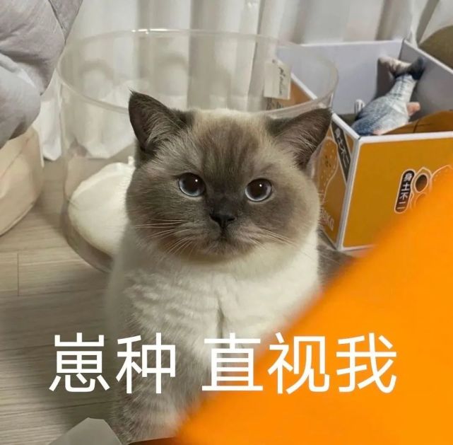 50个聊天很火的煤球猫咪表情包,可爱的上头