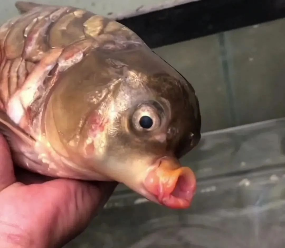 长着一副鸟嘴这是什么鱼怎么长成这个样子