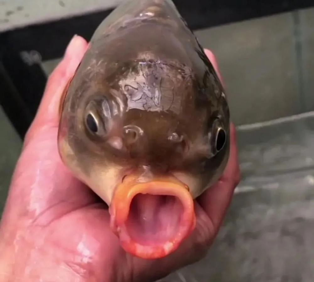 长着一副鸟嘴这是什么鱼怎么长成这个样子