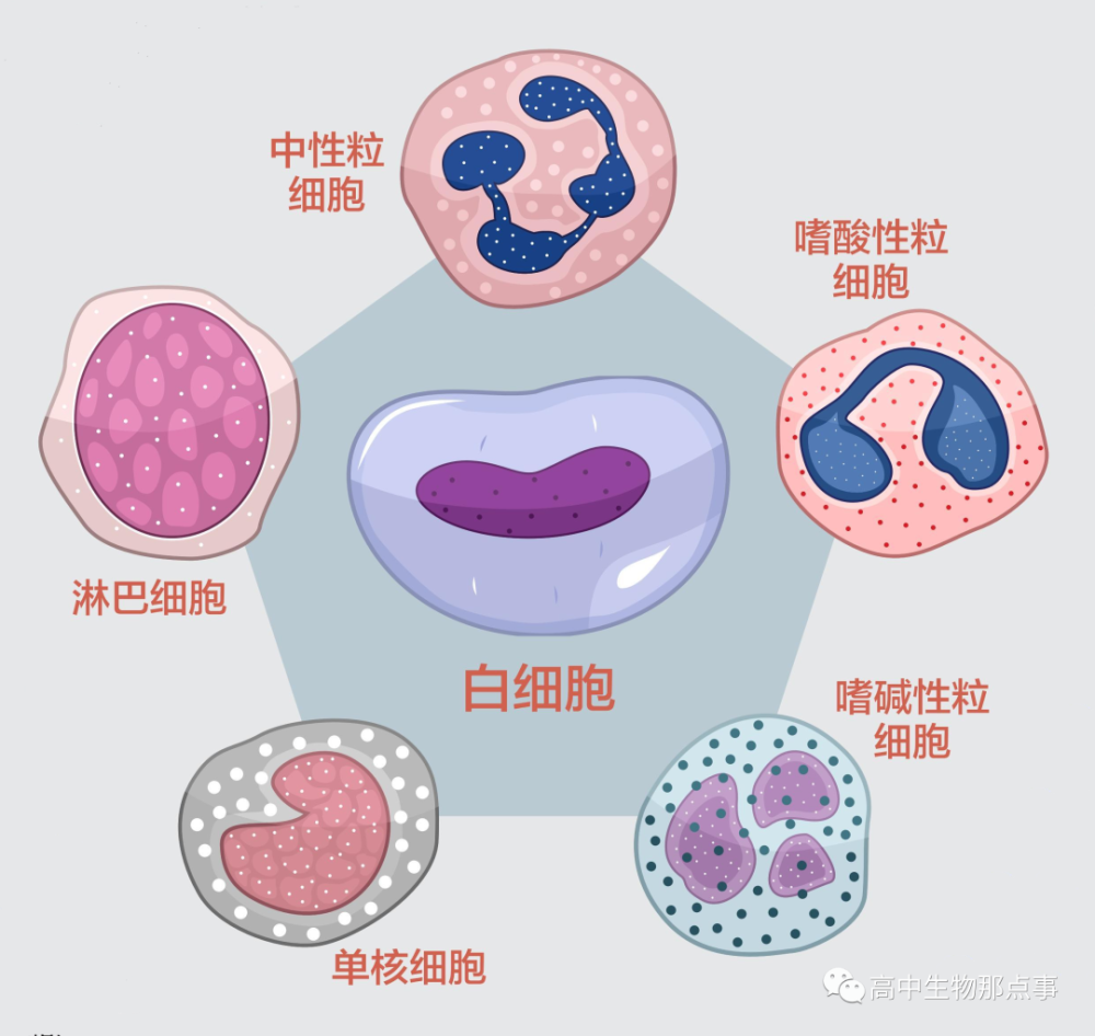 可將其分為兩大類:一類是顆粒白細胞,簡稱粒細胞,包括中性粒細胞,嗜酸