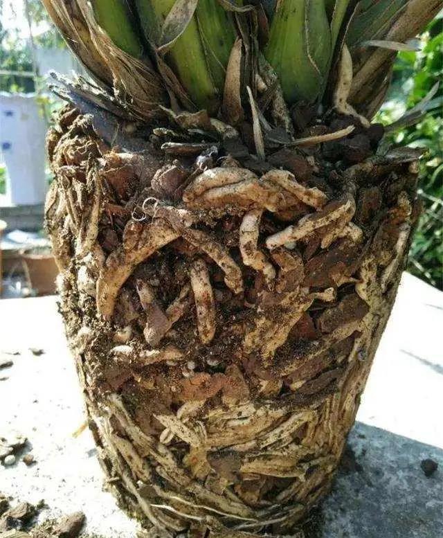 根系发达的盆栽花卉超能吃土每年翻翻盆长势才够疯狂