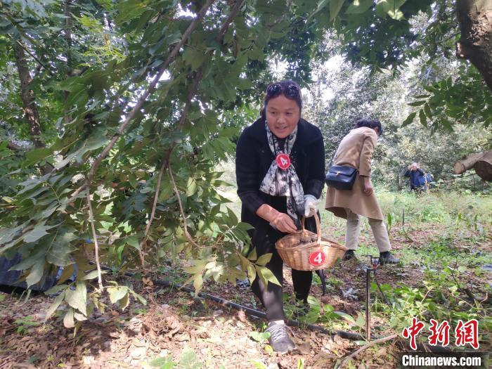 中国碧根果之乡10万亩碧根果喜获丰收