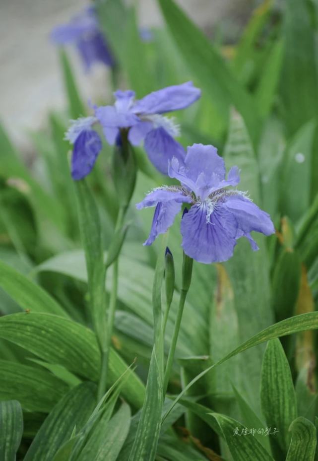 手机壁纸鸢尾花iris
