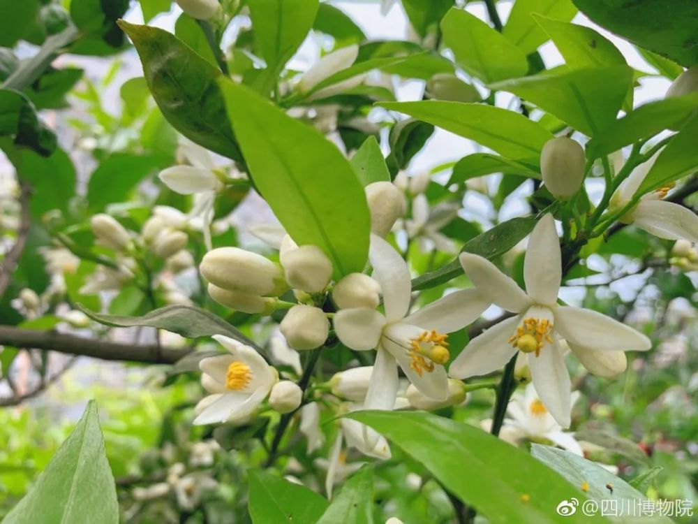 橙子花和石榴一样,石榴花也是红艳艳的,特别亮眼.