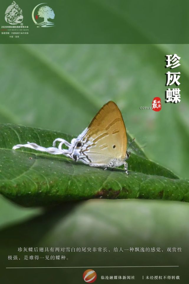 cop15·最临沧丨珍灰蝶