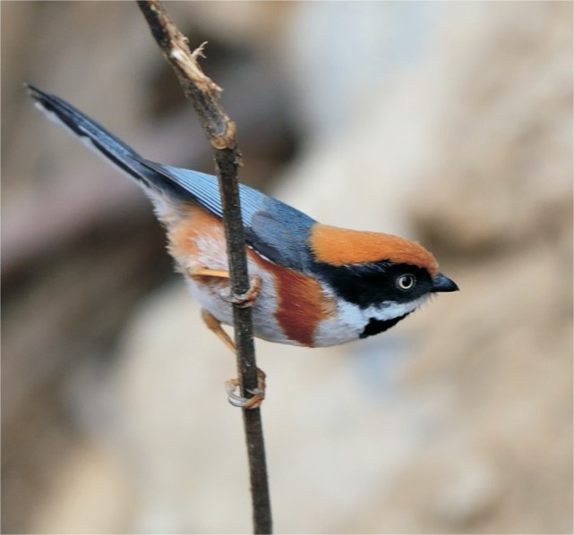 秦岭百科鸟类红头长尾山雀