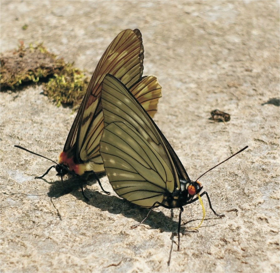 【秦岭百科·昆虫】拟斑脉蛱蝶