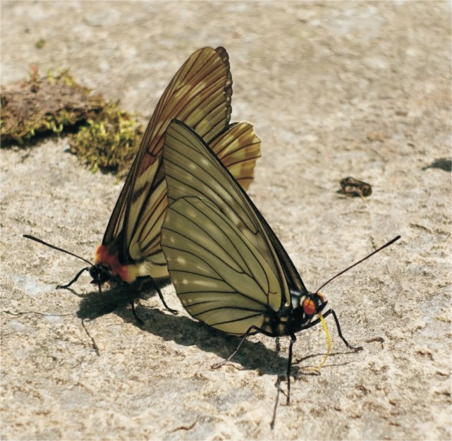 秦岭百科昆虫拟斑脉蛱蝶