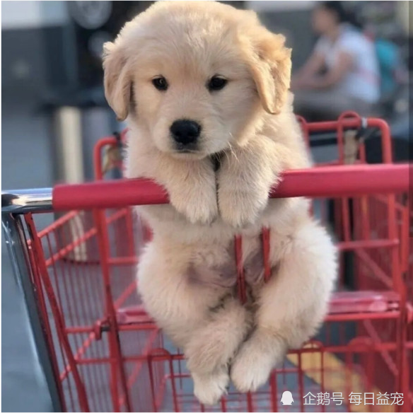 有这几个特征的狗狗,都对主人绝对忠诚,你家毛孩子是这样的吗?