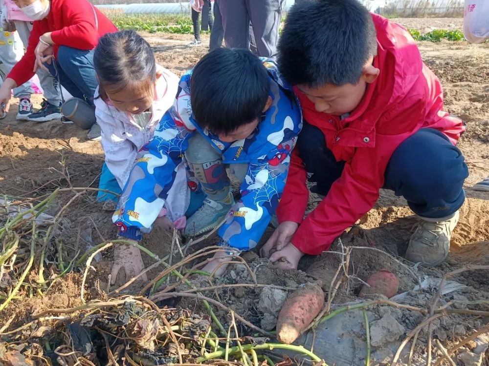 走近自然自制土窑烤红薯今天孩子们玩疯了