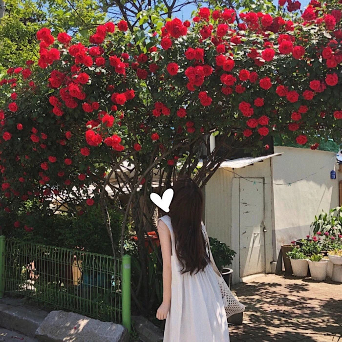 女生头像无人问津的巷口总是开满鲜花