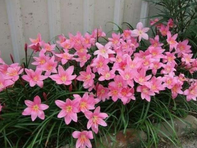 3种漂亮的球根花卉 长势旺繁殖快 一年养出 一窝崽 真壮观 腾讯新闻