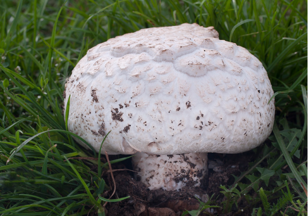 荒野维生野菜系列—白鳞蘑菇