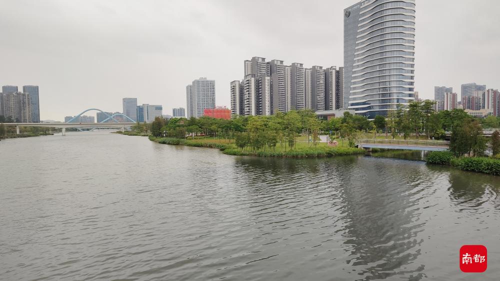 南沙金洲涌现大量污水!区水务局与南都记者现场排查污染源