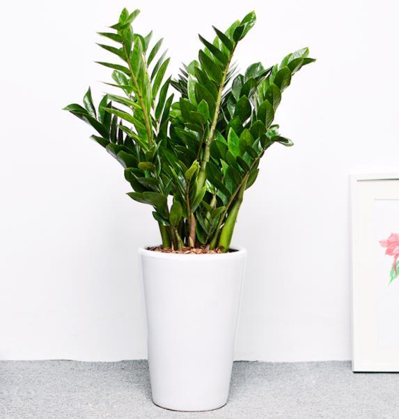 秋天养盆金钱树牢记4个要点枝繁叶茂不黄叶大气美观惹人爱