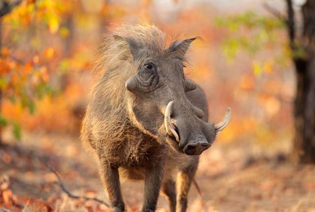 南京局地野猪密度超标中国人猪矛盾激化百万头野猪咋办啊