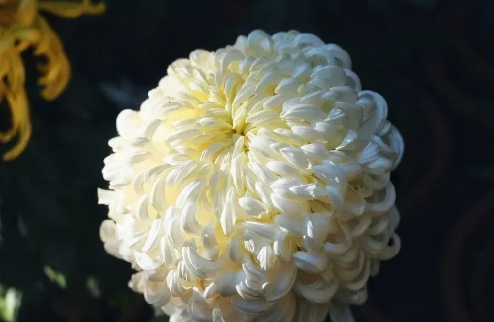 关于菊花 还有这些少为人知的第一 腾讯新闻