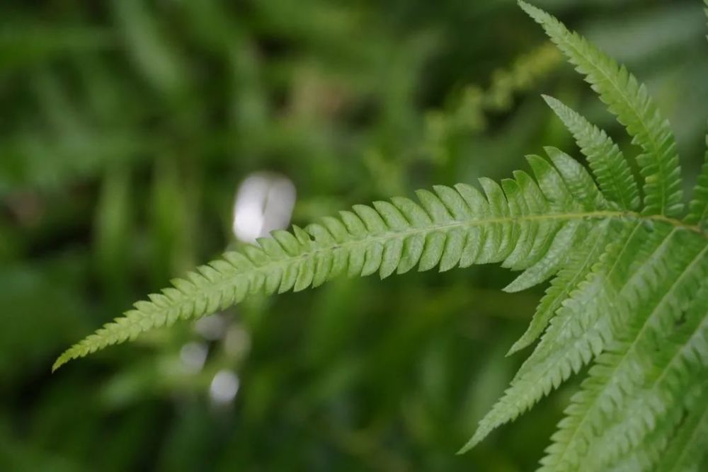 蕨类植物(蕨类植物繁盛的时期为)