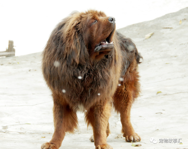 世界上最大十犬四中國藏獒