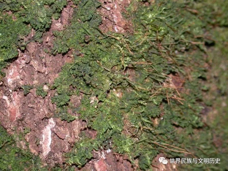 地球生物全系列植物篇植物界角苔門