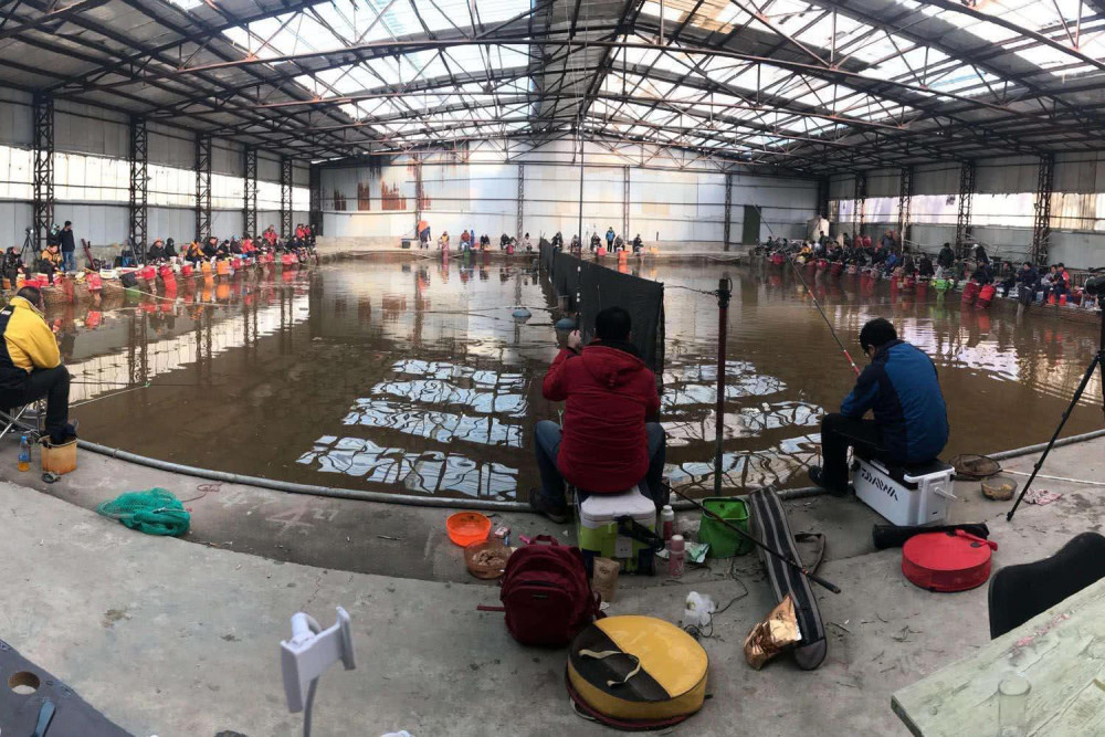 北方冬季如何钓鲫鱼?北方冬钓大棚鲫鱼的技巧和小药配方