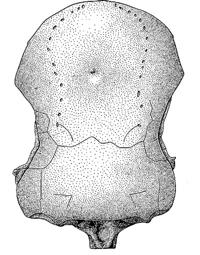 先驱杨氏鱼改写人们对四足动物起源认知的鱼