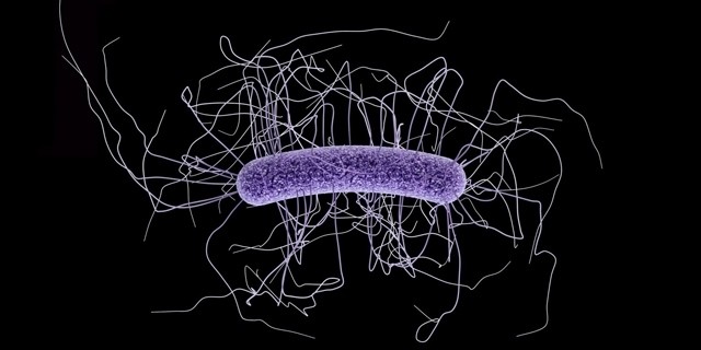 聚焦促癌坏蛋具核梭杆菌2中国团队再有新突破