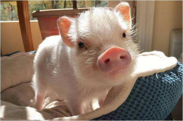 你家有属猪的生肖吗?特别是83年的"大金猪",40岁后该何去何从