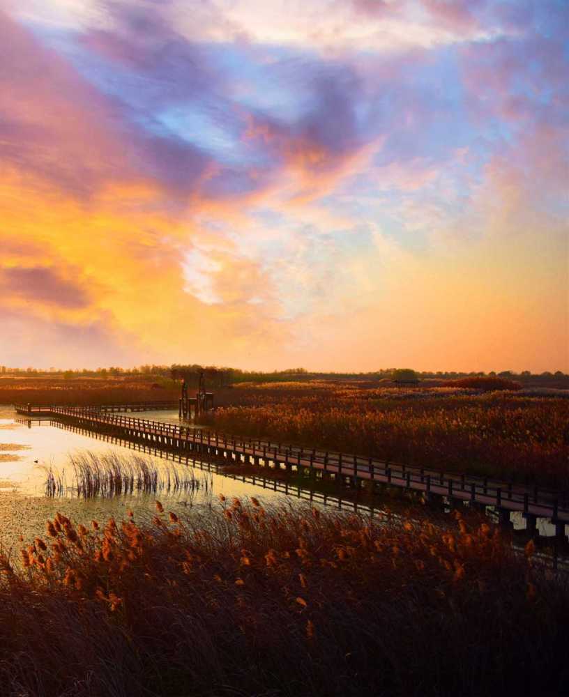 杭州湾国家湿地公园千顷芦花开了