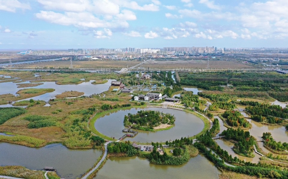 杭州湾国家湿地公园千顷芦花开了