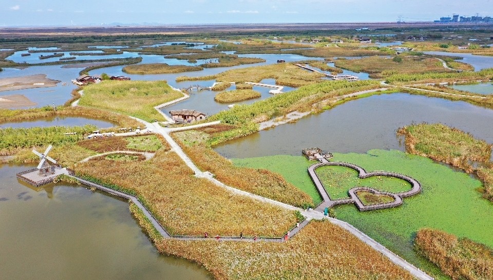 杭州湾国家湿地公园千顷芦花开了