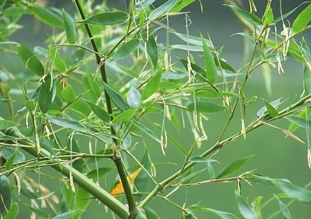 竹子是树还是草听说竹子开花不是好事情