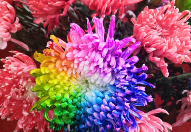 菊花的颜色图片