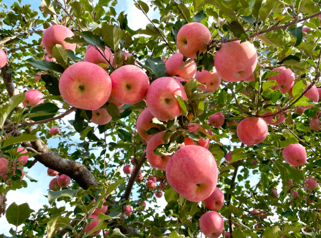 又到苹果成熟季到平谷峪口镇采摘尝鲜正当时