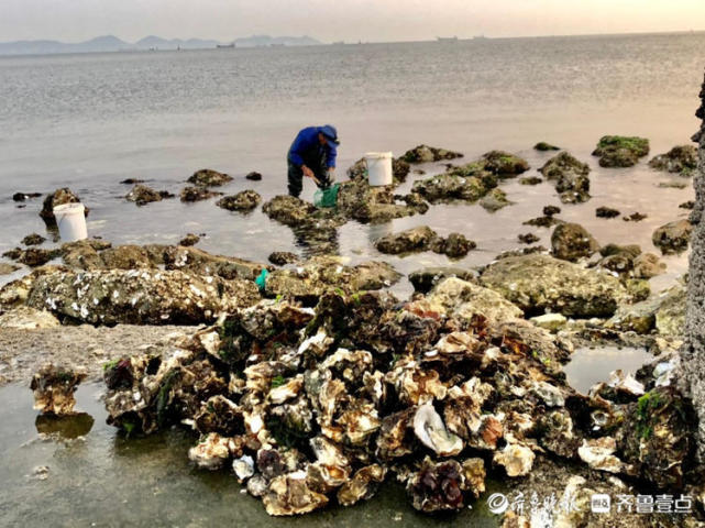 情报站真过瘾烟台市民清晨赶海忙礁石上挖海蛎子收获满满