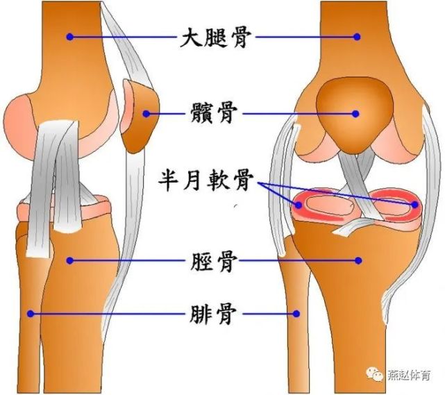 其中,前,后交叉韧带,内侧副韧带,外侧副韧带,关节囊及附着于关节附近