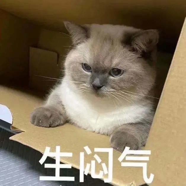 50个聊天很火的煤球猫咪表情包可爱的上头