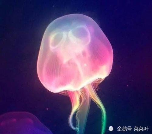 人体未解之谜寻找长生不老机会不死水母给我们什么启示