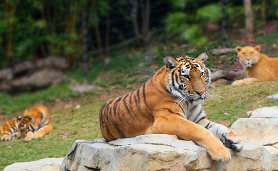 动物园老虎不会伤人吗游客下车挑衅11只老虎不怕被咬吗