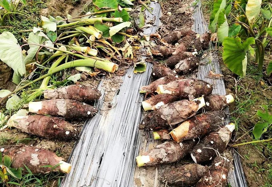 粉糯香甜广州花都炭步的槟榔香芋上市啦