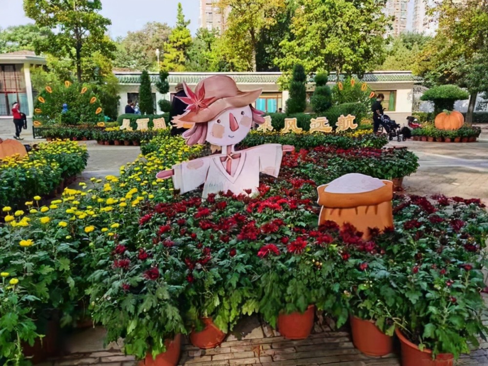 4萬盆菊花展出鄭州人民公園菊花展如約而至