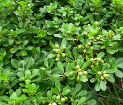 一种不应该忽略花香的观叶植物海桐