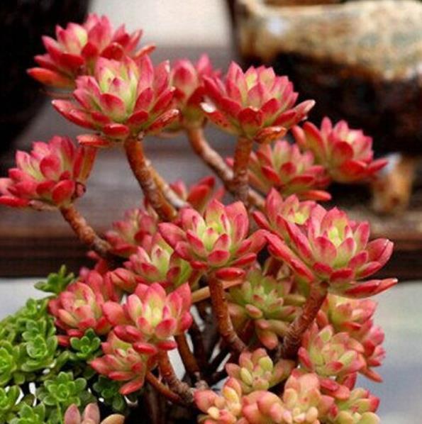 秋天养盆多肉红稚莲,叶片红似火,养成小老桩,美极了_腾讯新闻