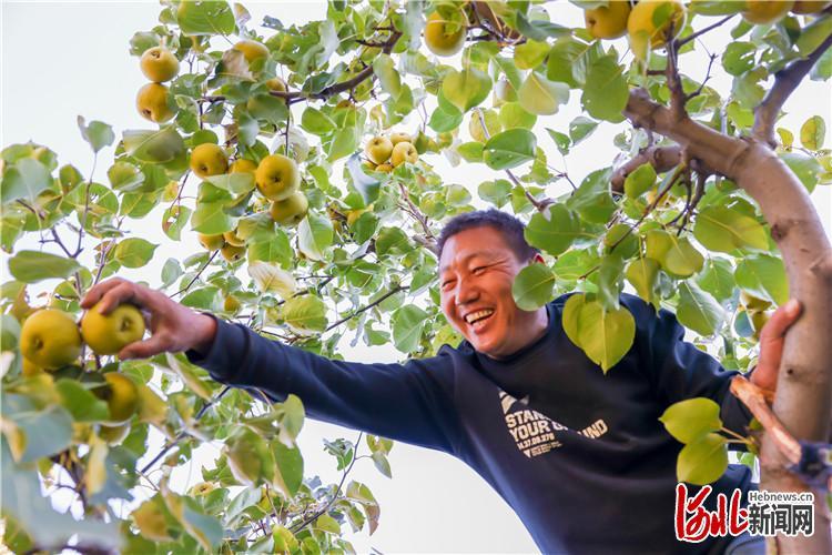 迁西：安梨变身“致富果”_腾讯新闻