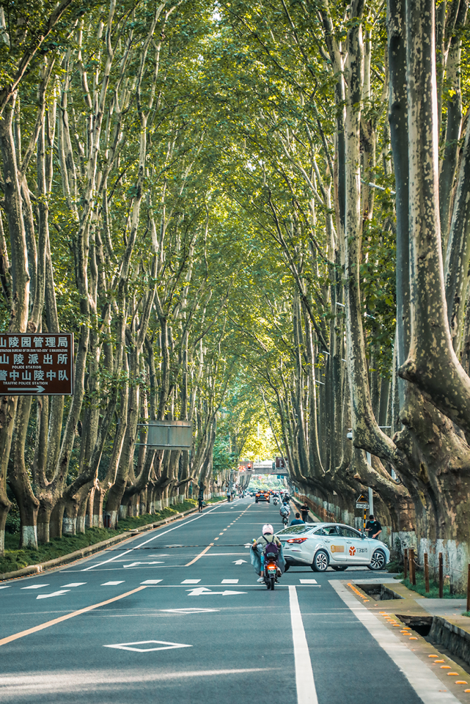 南京旅游漫步2km陵园路遇见南京最美的初秋